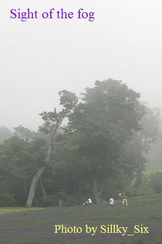 霧のラベンダー.JPG
