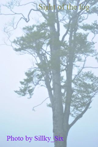 霧の光景 01.JPG