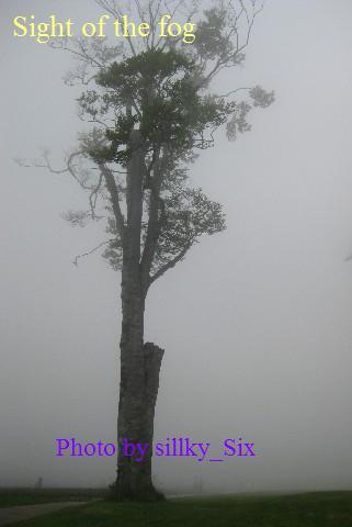 霧の広葉樹.JPG