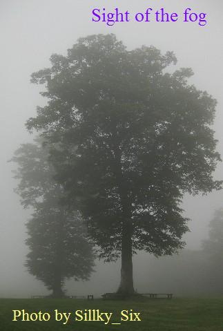 霧の広葉樹２.JPG
